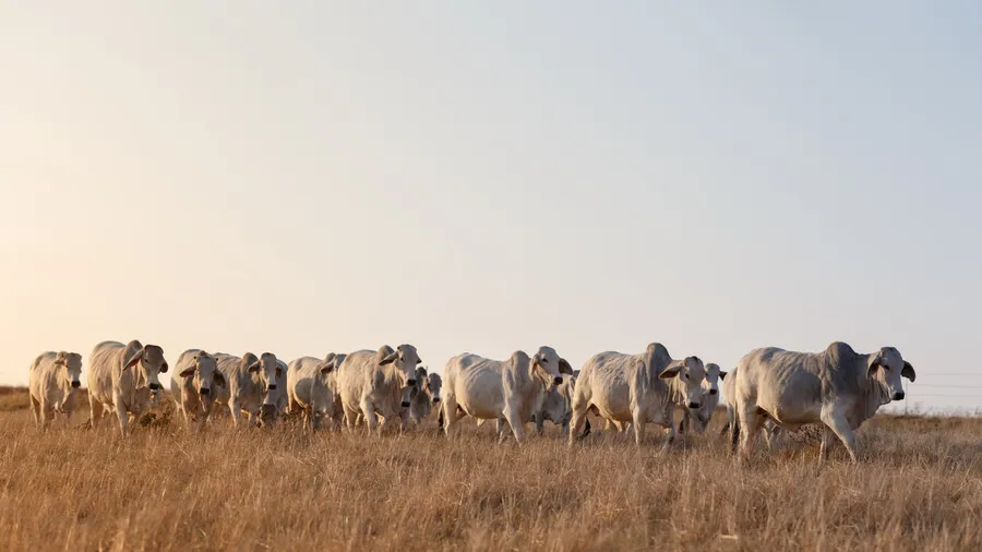 A mob of cattle being mustered across dry Tablelands grassland.