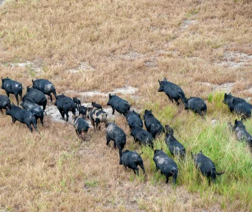Aerial view of a mob of feral pigs running across dry grassland during a pest control survey.